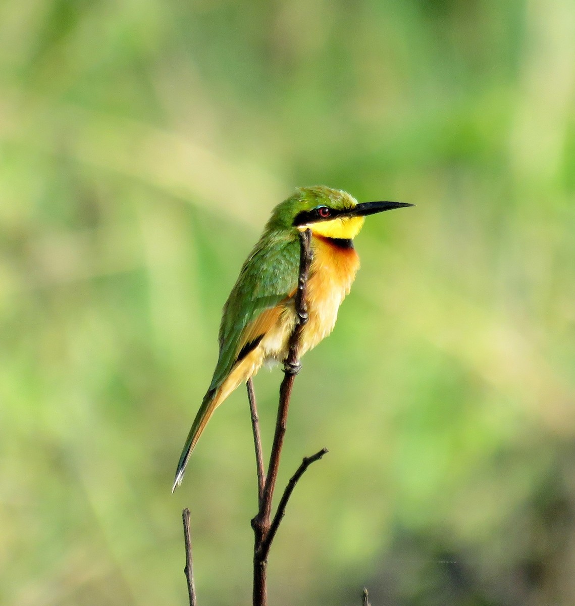 Little Bee-eater - Michael Willison
