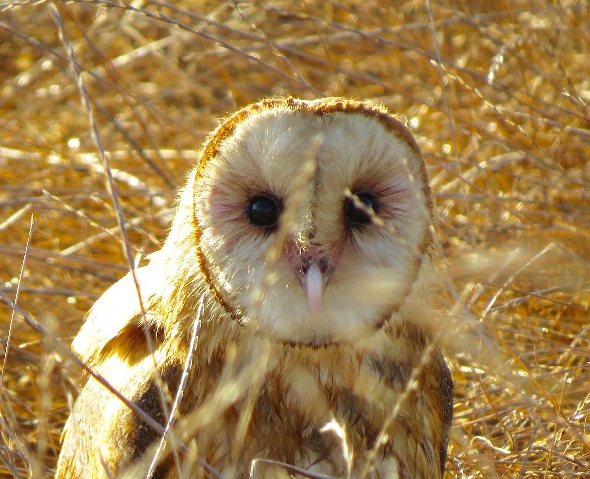 Barn Owl - Petra Clayton