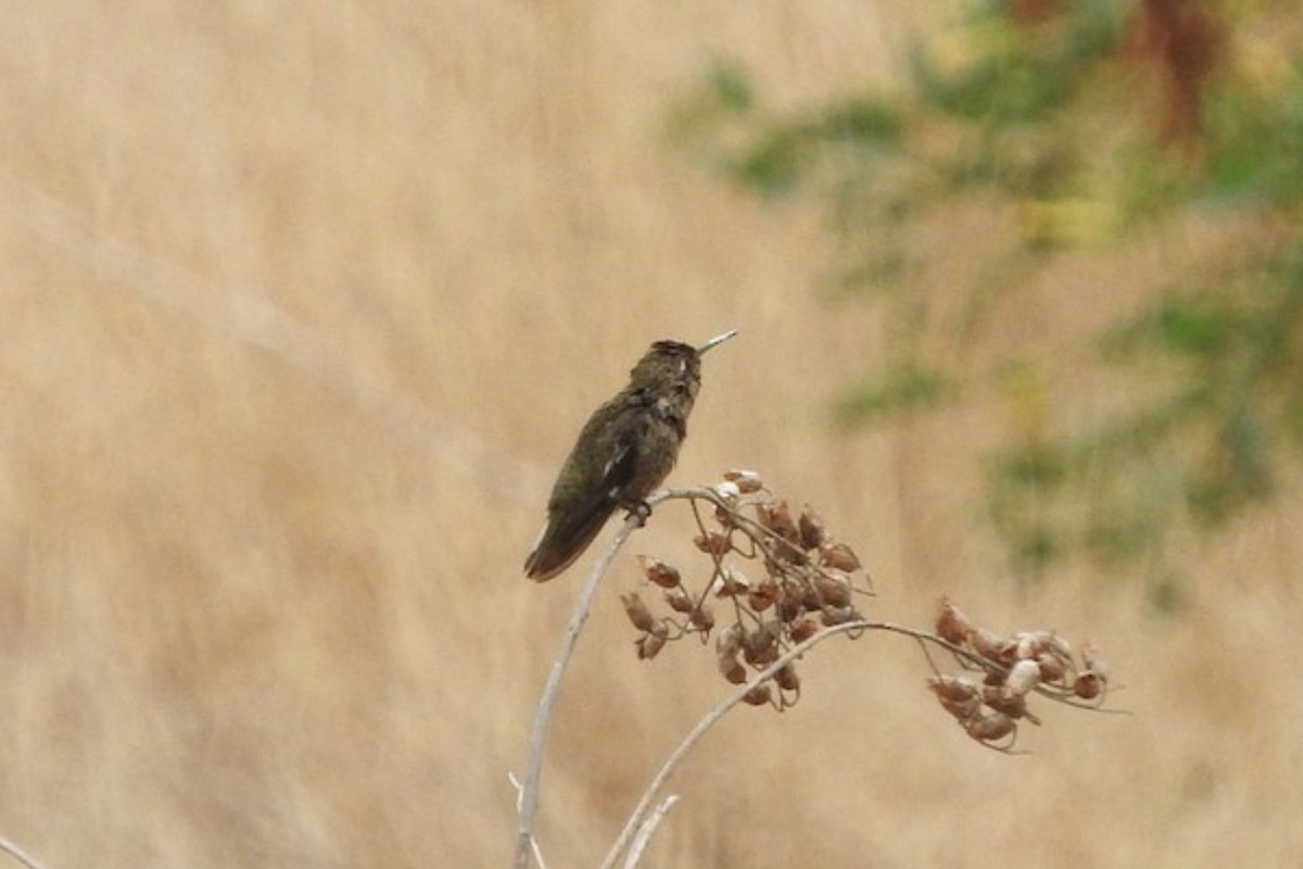 Allen's Hummingbird - ML114988851