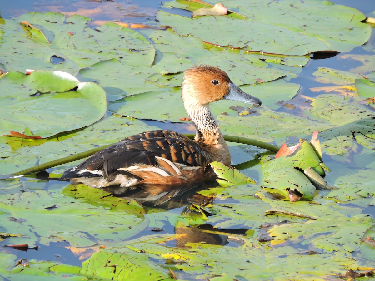 Fulvous Whistling-Duck - Edwin Munera