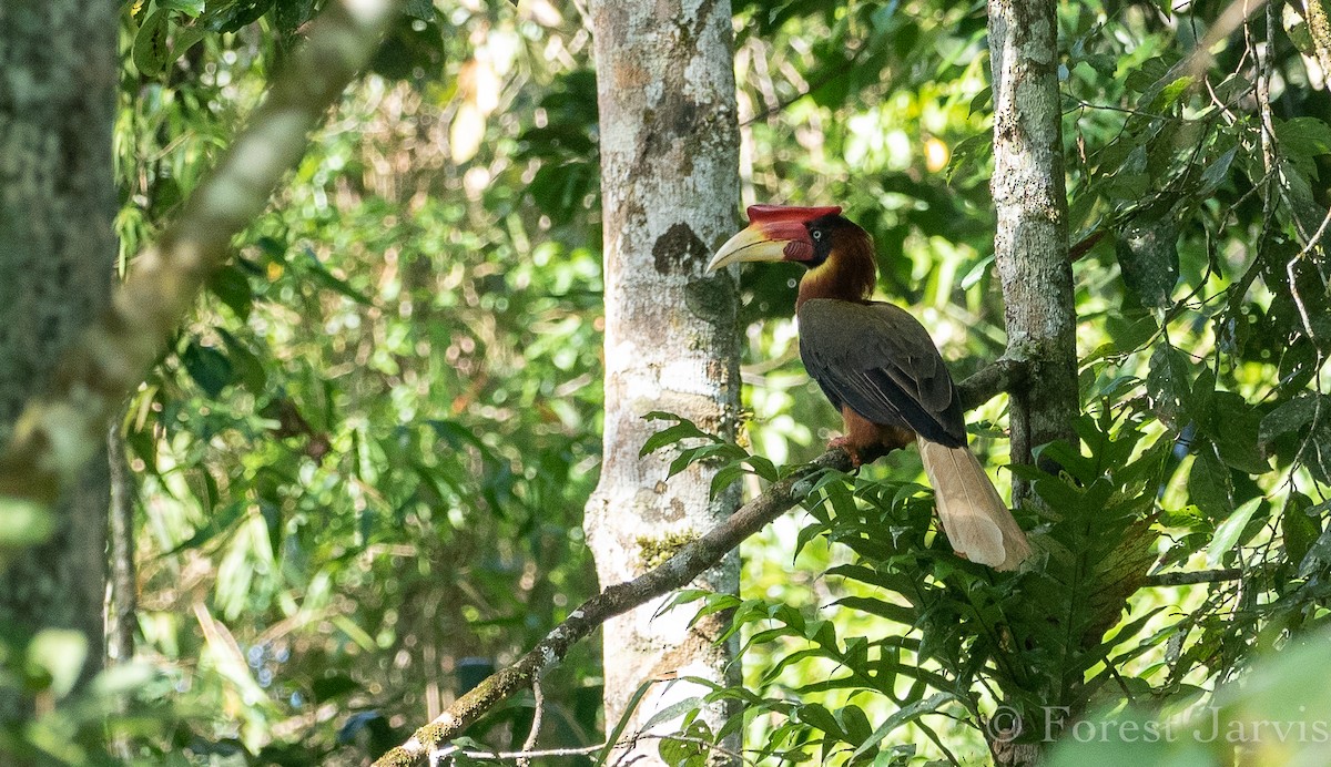 Rufous Hornbill - Forest Botial-Jarvis