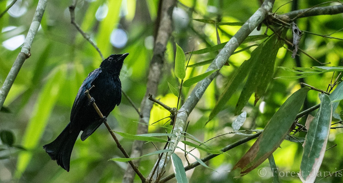 Short-tailed Drongo - Forest Botial-Jarvis