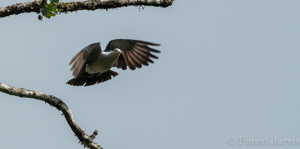 Green Imperial-Pigeon - ML114996161