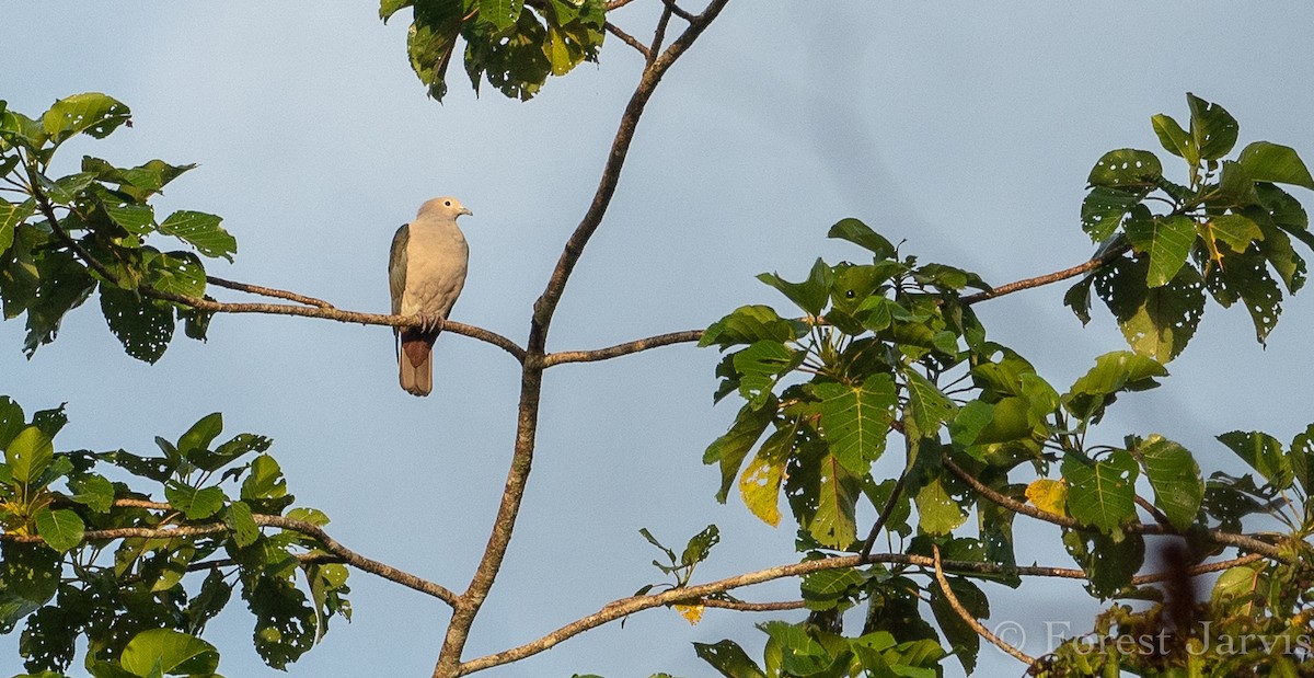 Green Imperial-Pigeon - Forest Botial-Jarvis