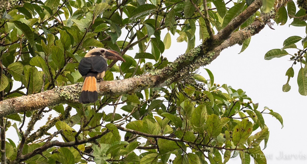 Mindanao Hornbill - Forest Botial-Jarvis