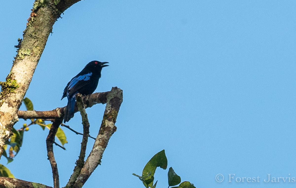 Philippine Fairy-bluebird - Forest Botial-Jarvis
