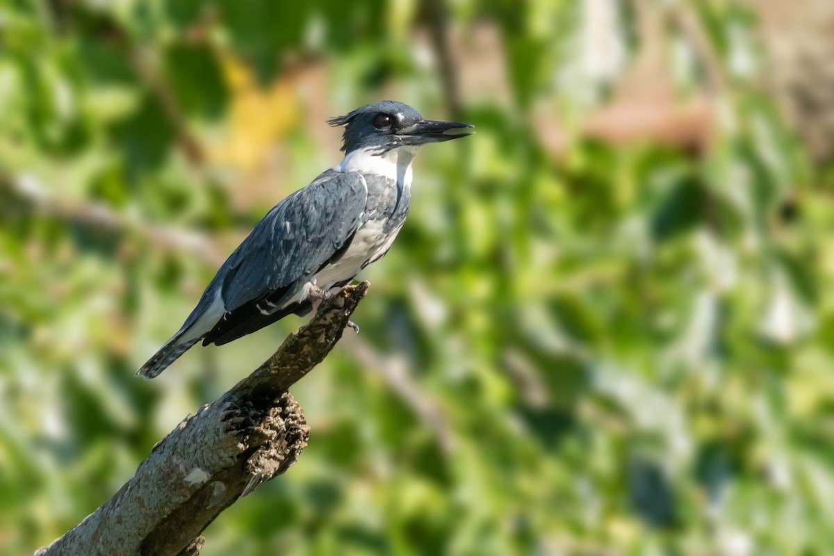 Belted Kingfisher - ML115000641
