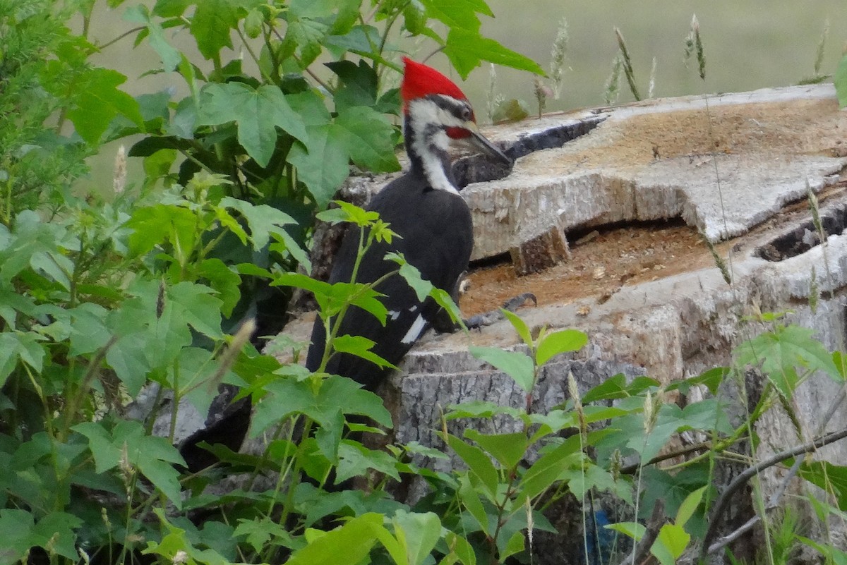 Pileated Woodpecker - ML115004991