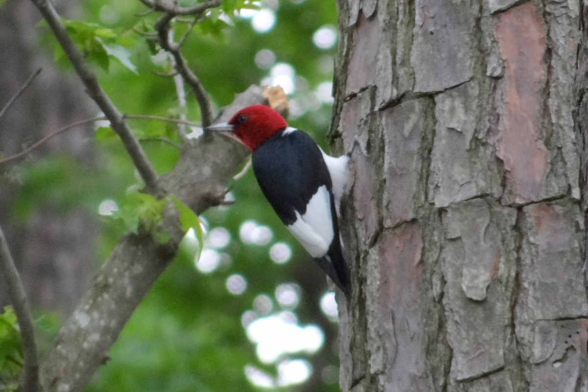 Red-headed Woodpecker - ML115005021