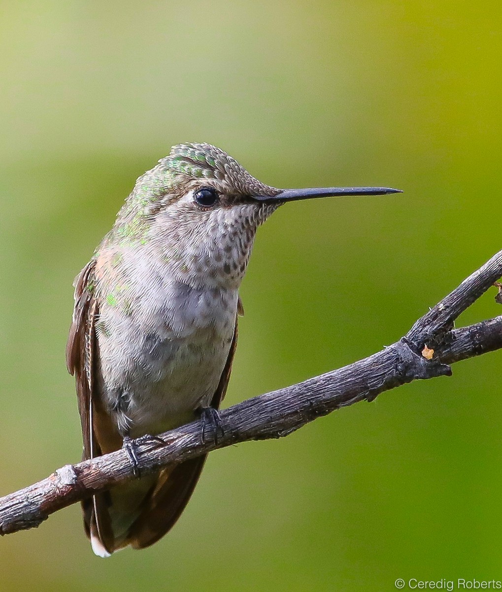Anna's Hummingbird - ML115005321