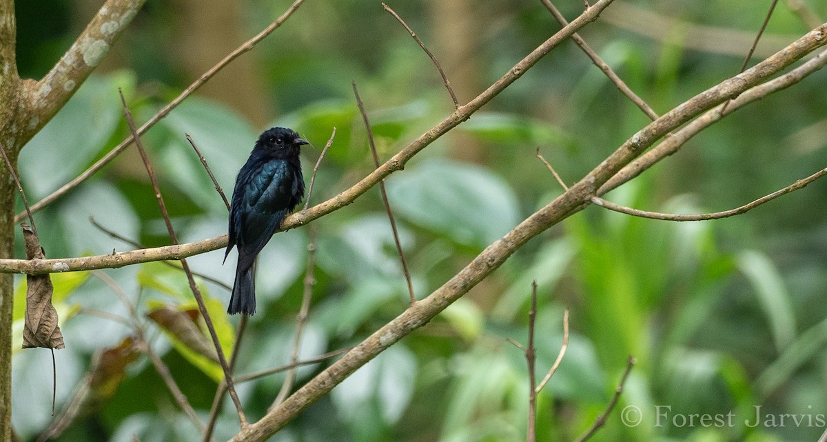 Philippine Drongo-Cuckoo - Forest Botial-Jarvis
