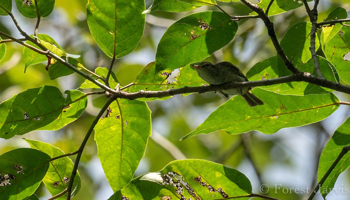 Philippine Leaf Warbler - ML115006631