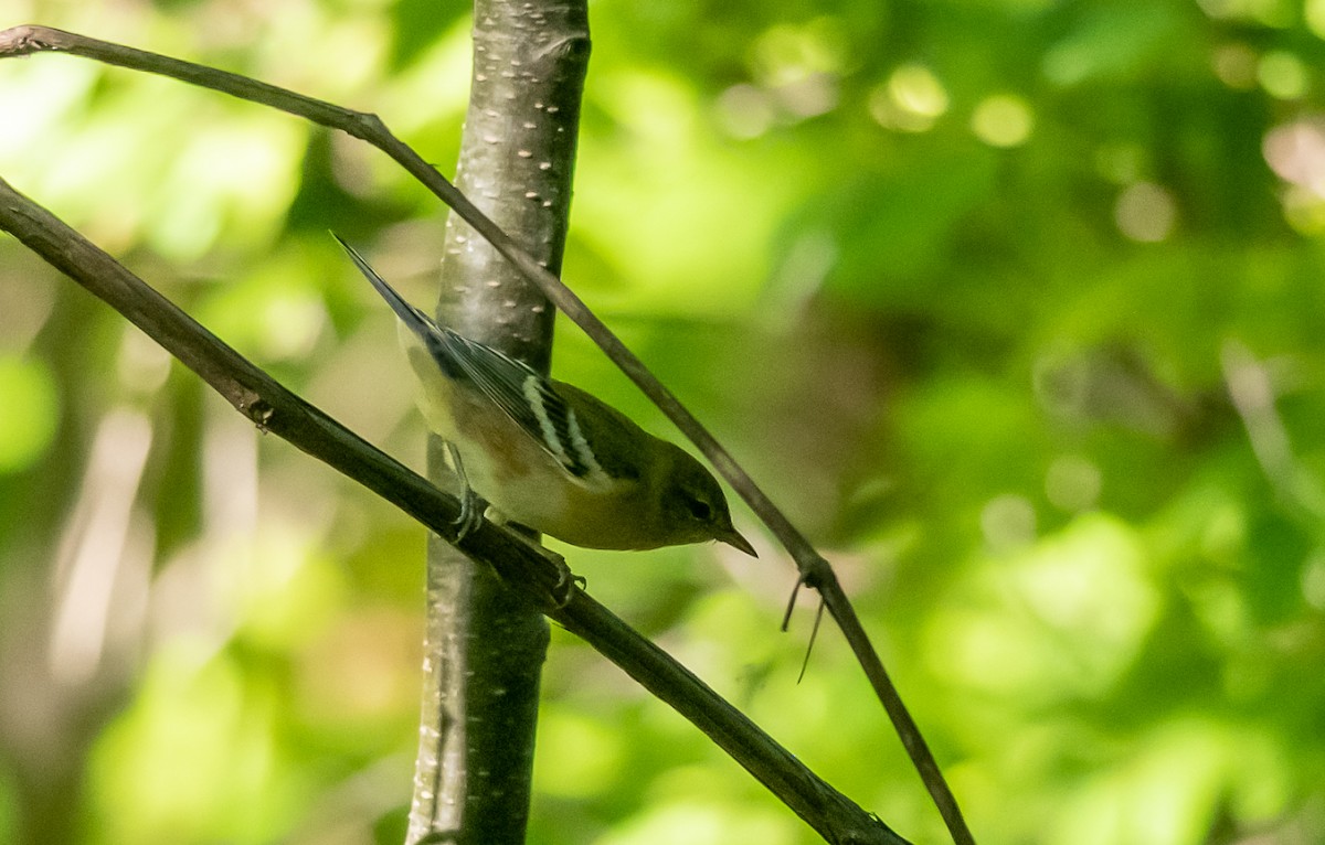 Bay-breasted Warbler - ML115007081