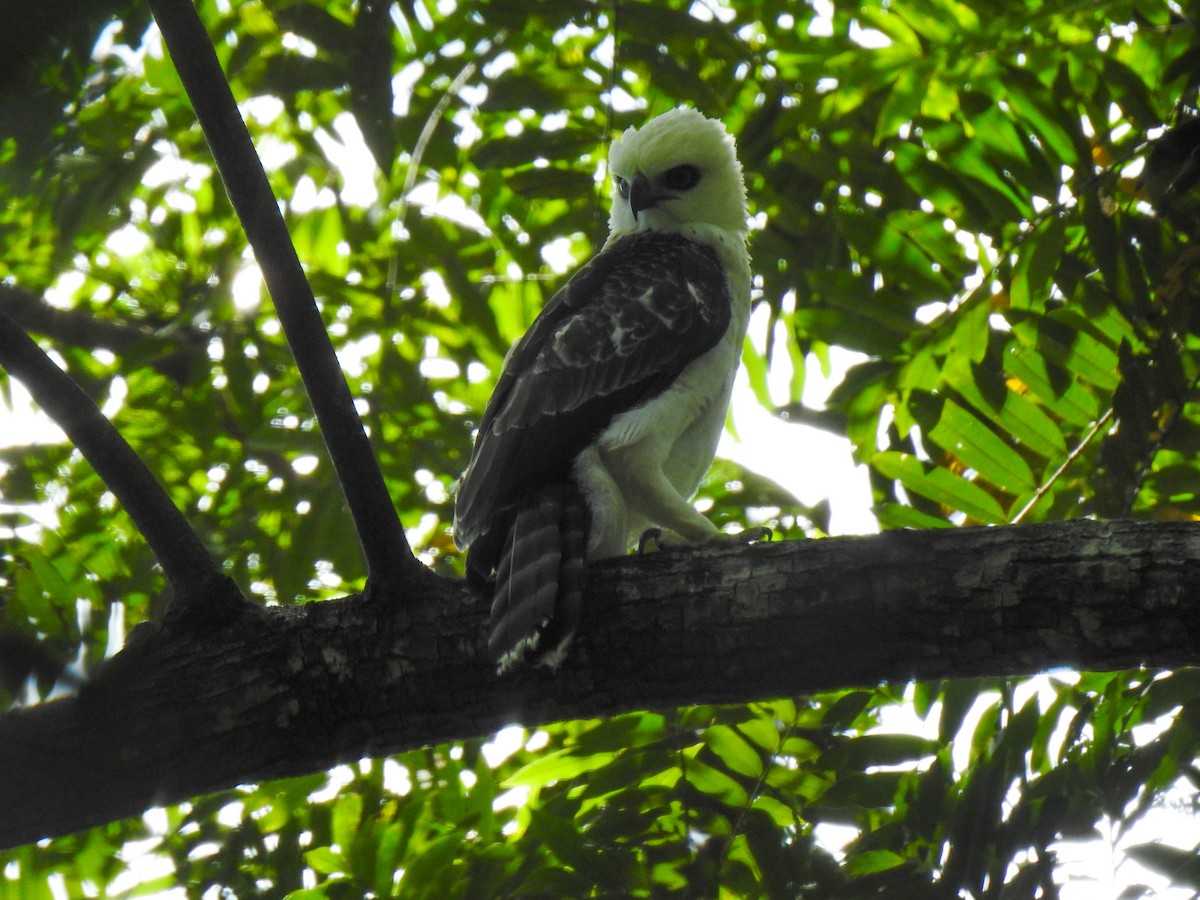 Sulawesi Hawk-Eagle - ML115008241