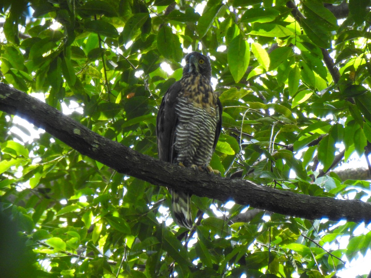 Sulawesi Hawk-Eagle - ML115008291