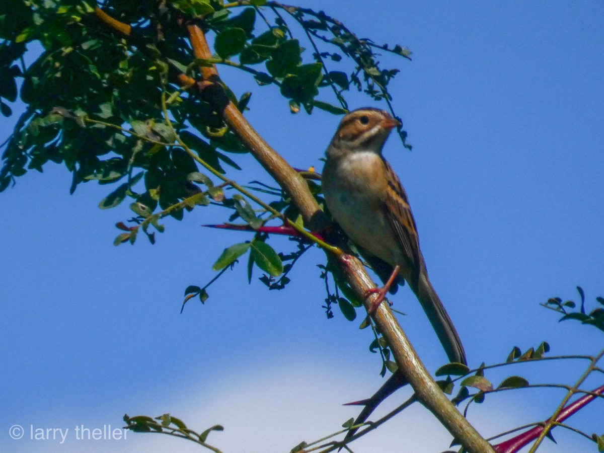 Clay-colored Sparrow - ML115011801