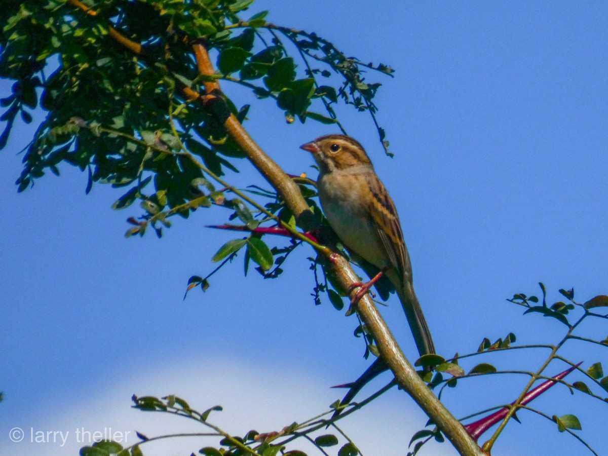 Clay-colored Sparrow - ML115011841