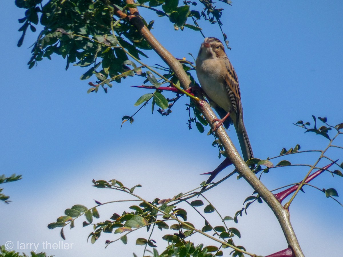 Clay-colored Sparrow - ML115011901