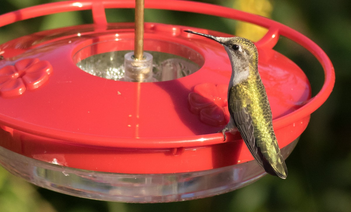 Ruby-throated Hummingbird - Andrew Dreelin