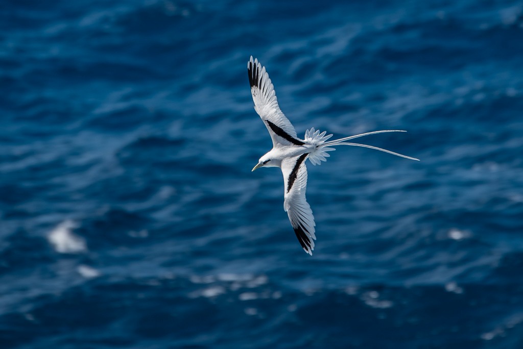 White-tailed Tropicbird - Roberto Dall Agnol