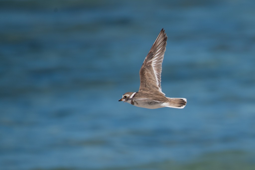 Semipalmated Plover - ML115017781