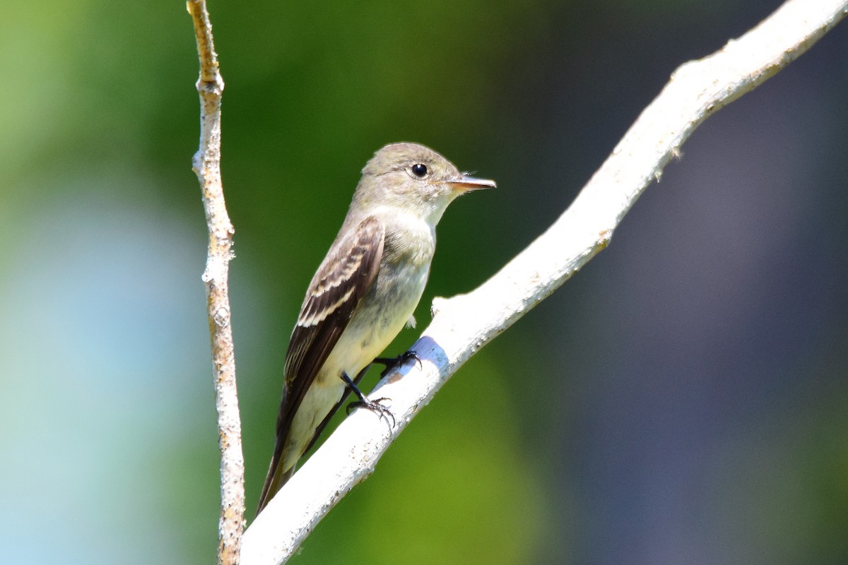 Eastern Wood-Pewee - Perry Doggrell