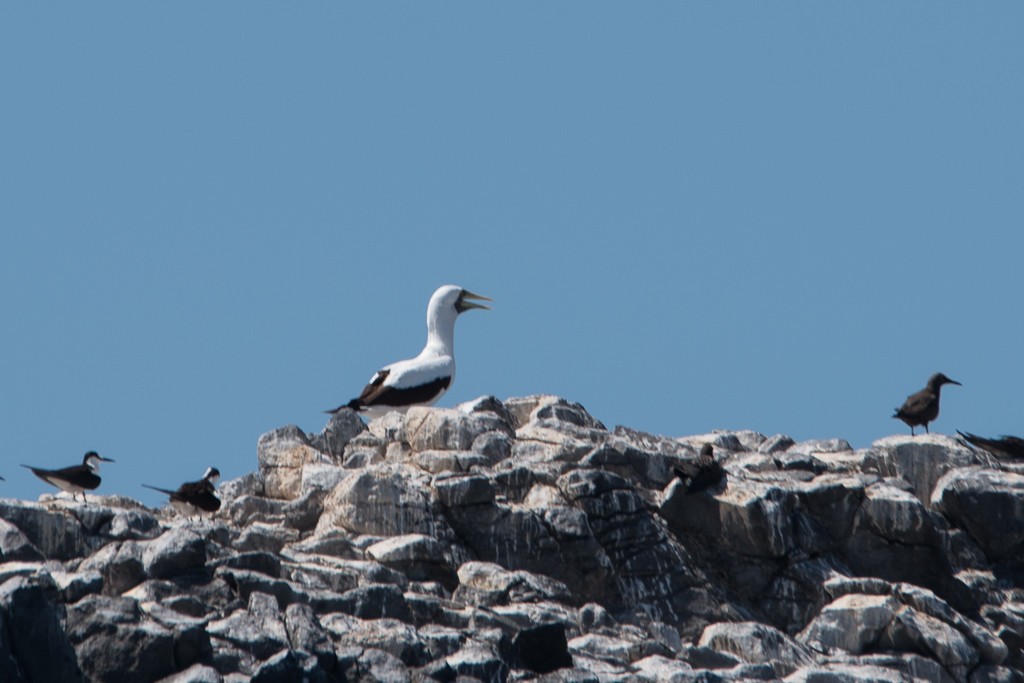 Masked Booby - ML115020601