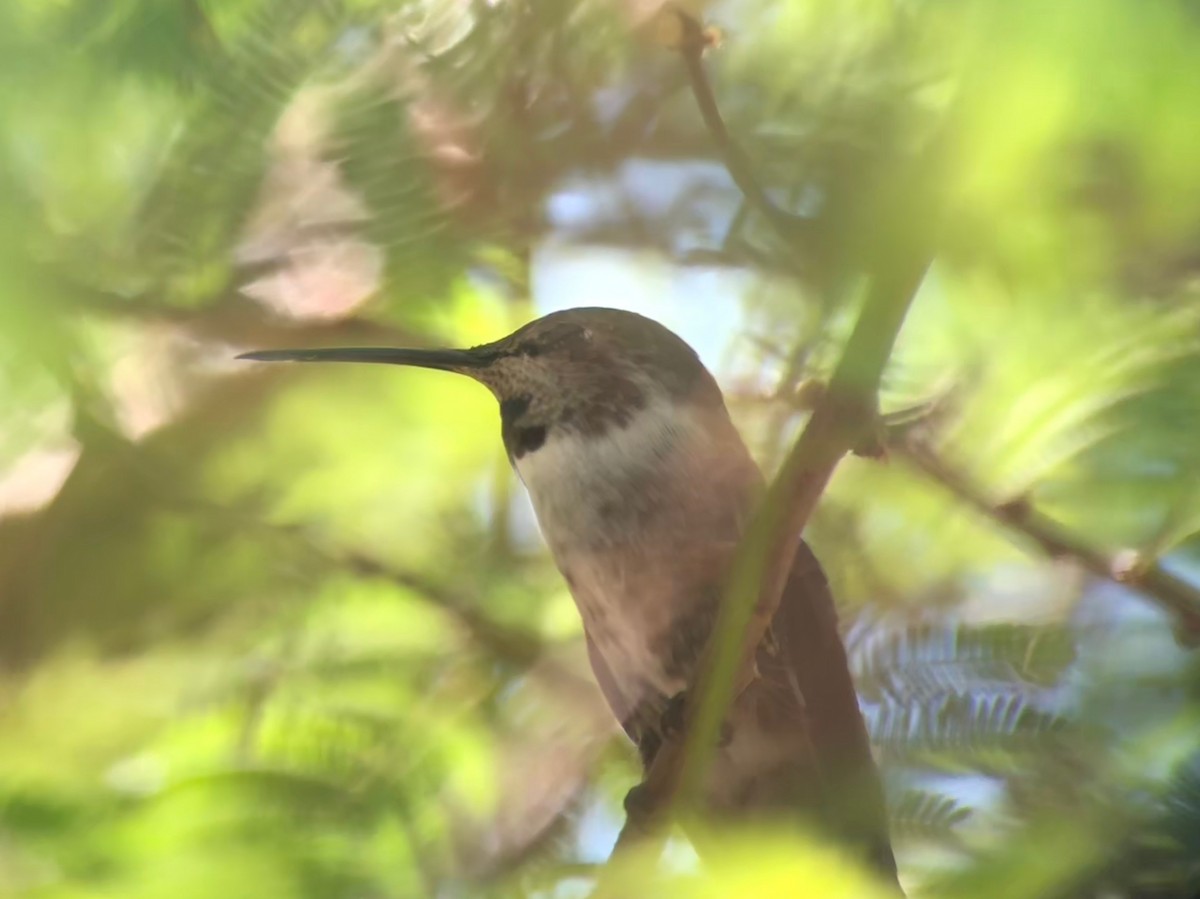 Costa's Hummingbird - Andrew Jacobson