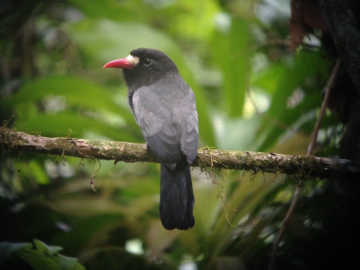 White-fronted Nunbird (Pale-winged) - ML115024291