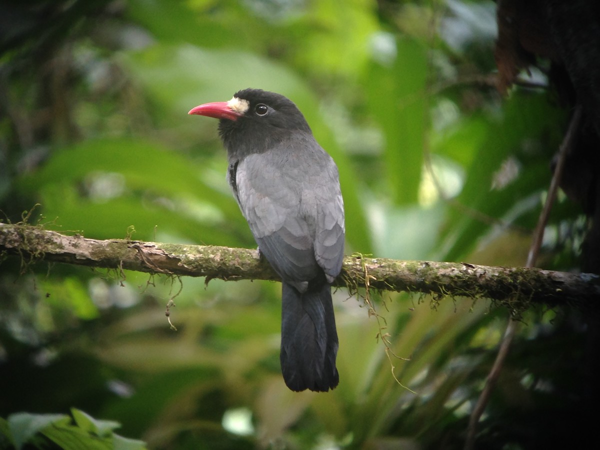 White-fronted Nunbird (Pale-winged) - ML115024311