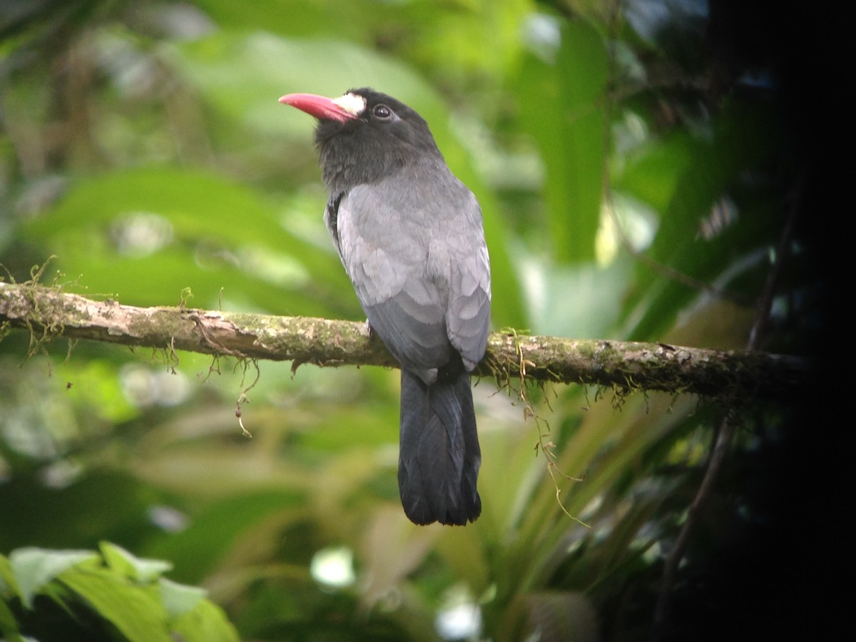 White-fronted Nunbird (Pale-winged) - ML115024321