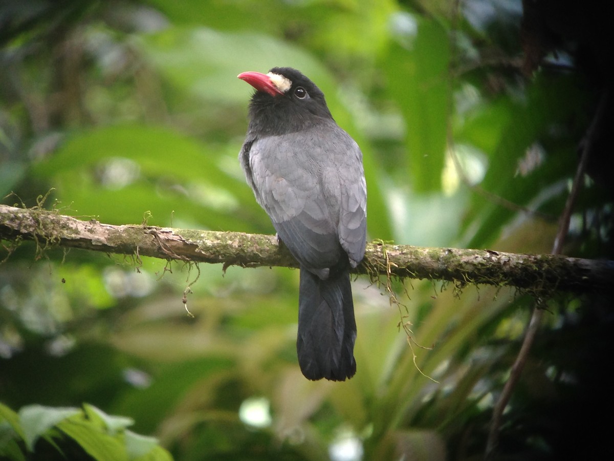 White-fronted Nunbird (Pale-winged) - ML115024341