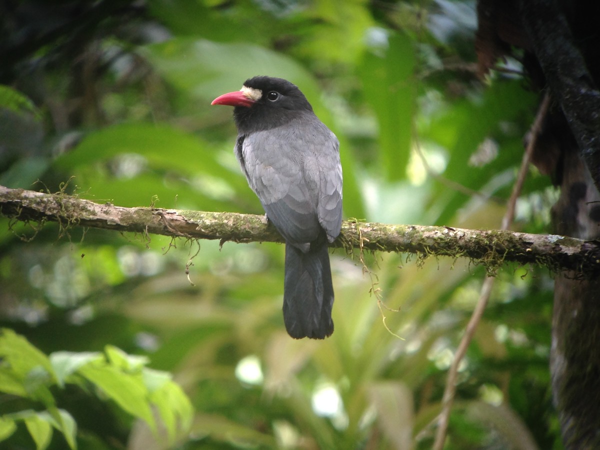 White-fronted Nunbird (Pale-winged) - ML115024361