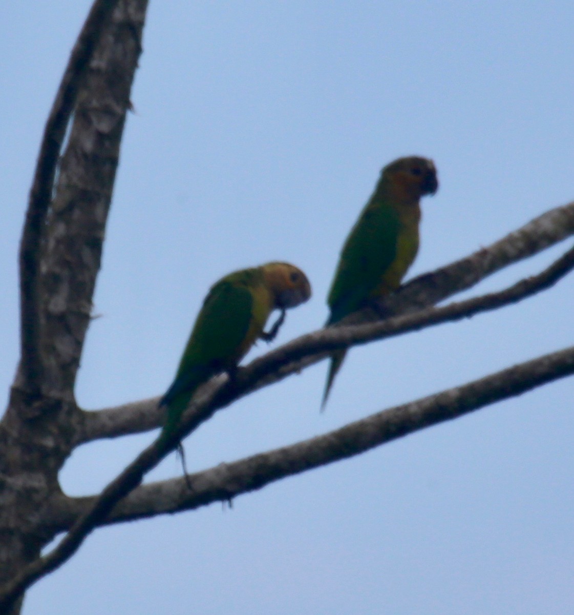 Brown-throated Parakeet - Randy Bumbury