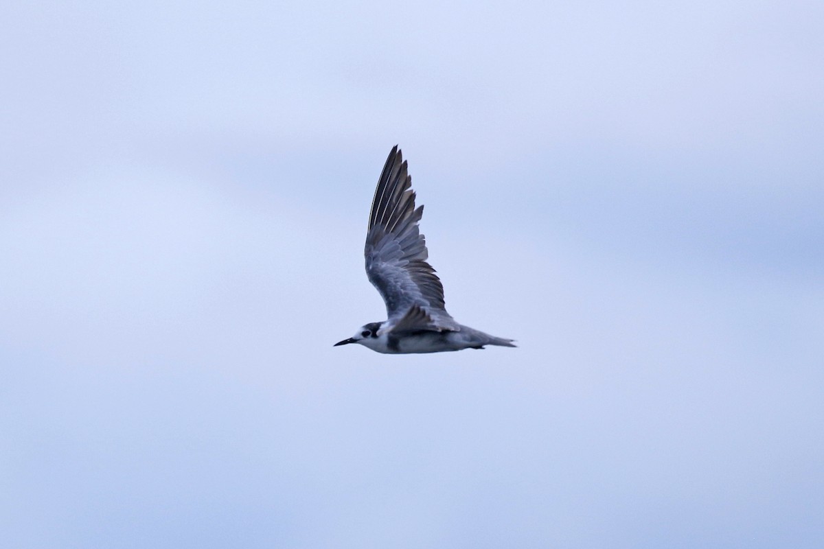 Black Tern - David McQuade