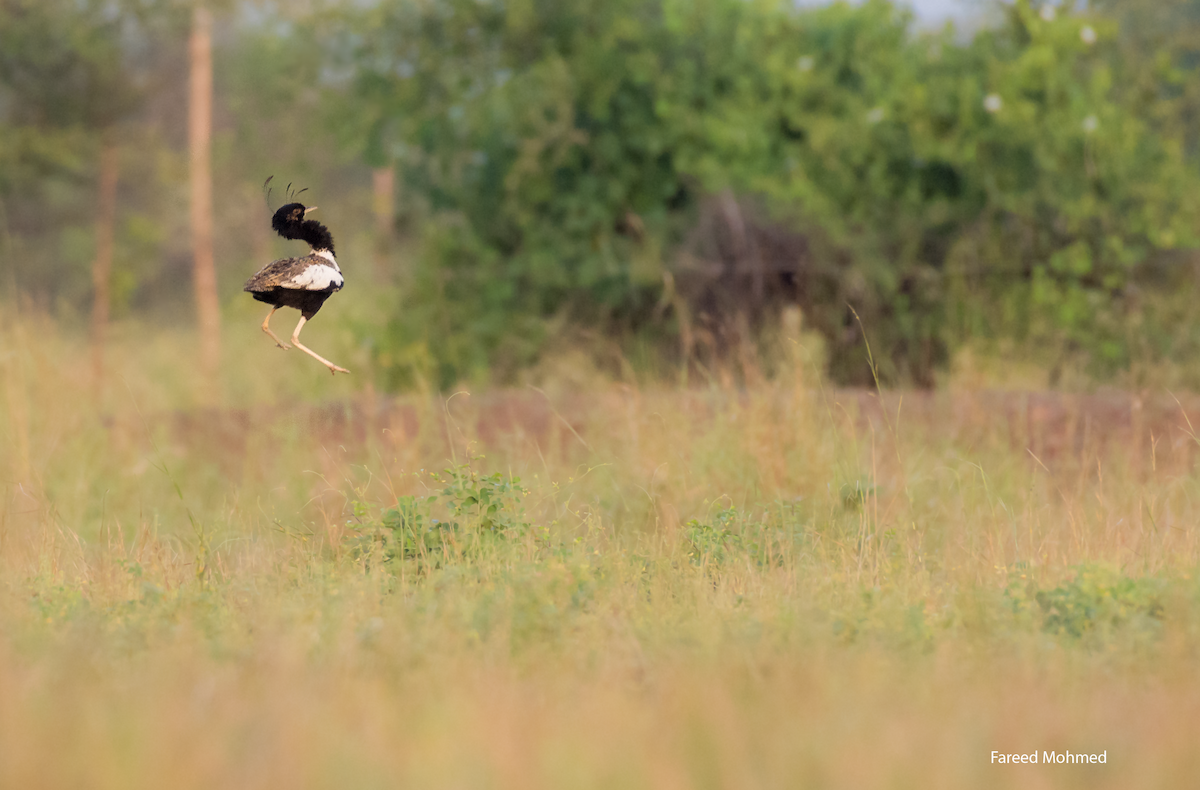 Lesser Florican - Fareed Mohmed