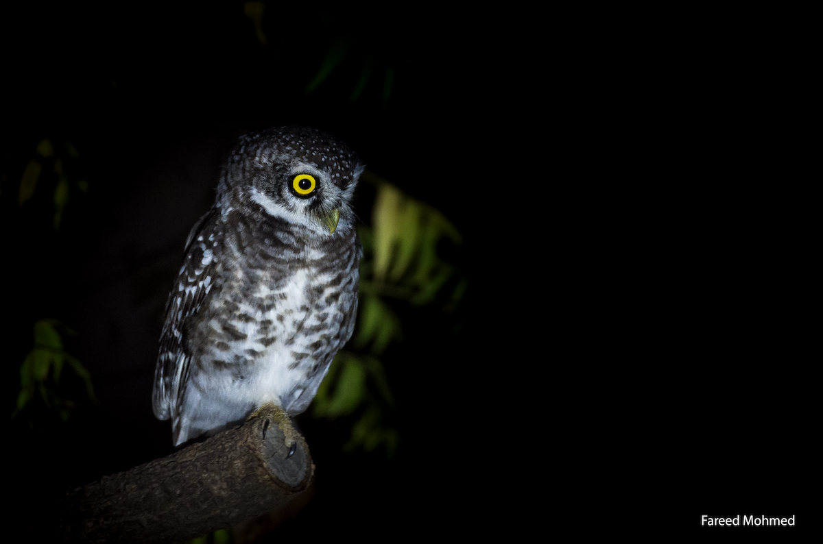 Spotted Owlet - Fareed Mohmed