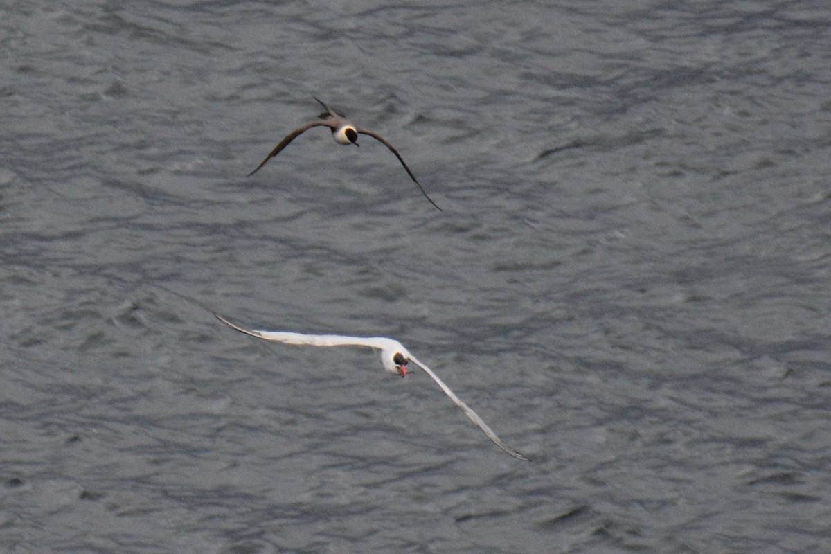 Long-tailed Jaeger - ML115029861