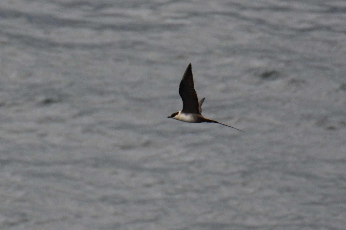 Long-tailed Jaeger - ML115029901
