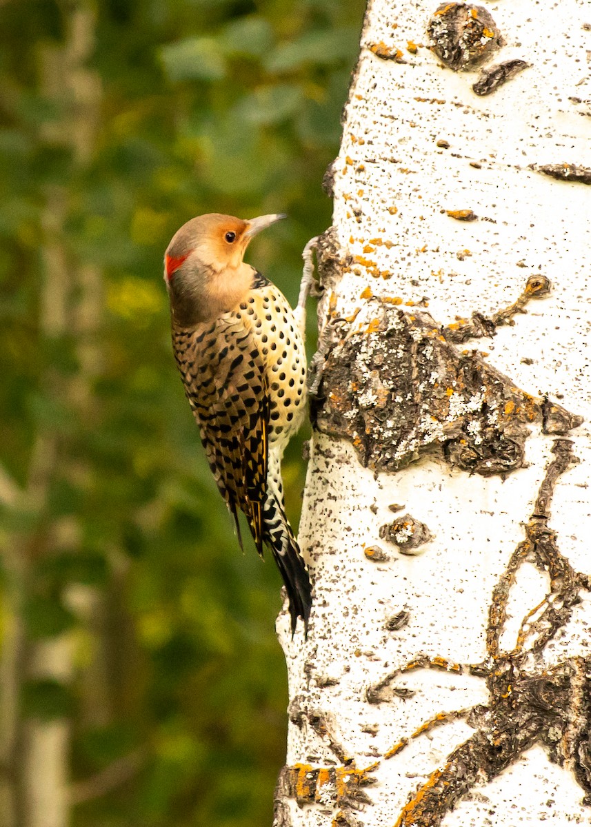 Northern Flicker (Yellow-shafted) - ML115032681