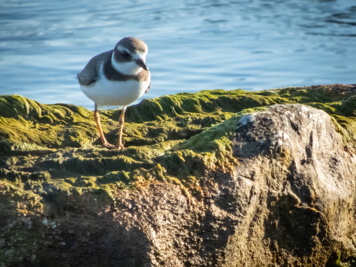 Semipalmated Plover - ML115033931
