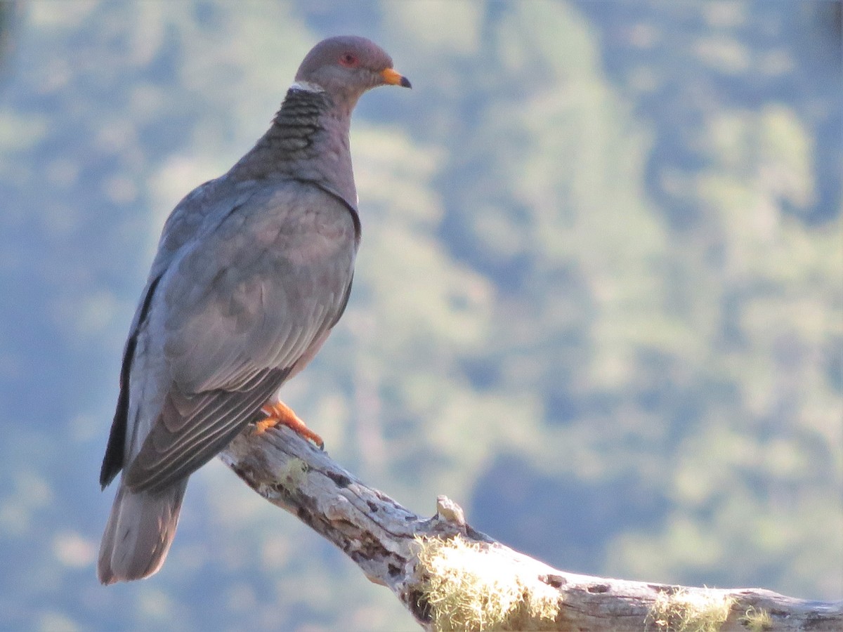 Band-tailed Pigeon - Kent Forward