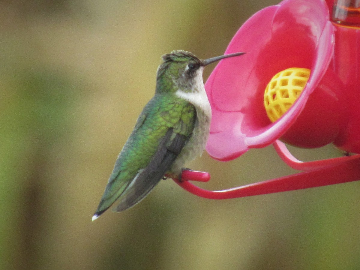 Ruby-throated Hummingbird - ML115037591