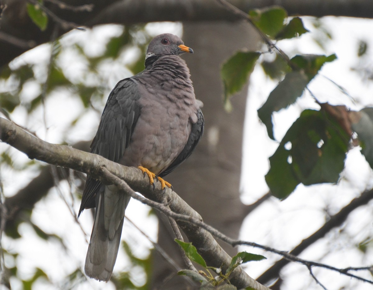 Band-tailed Pigeon - Ryan Andrews