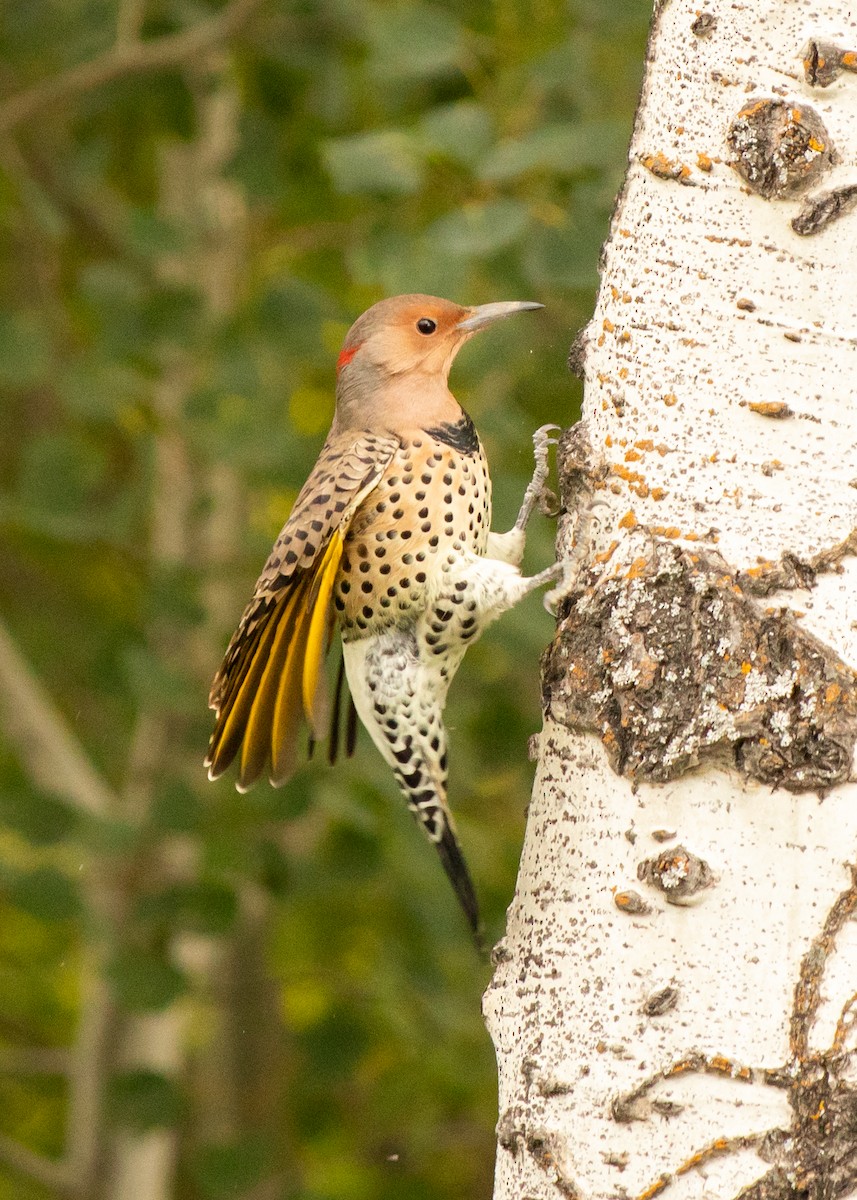 Northern Flicker (Yellow-shafted) - ML115040411