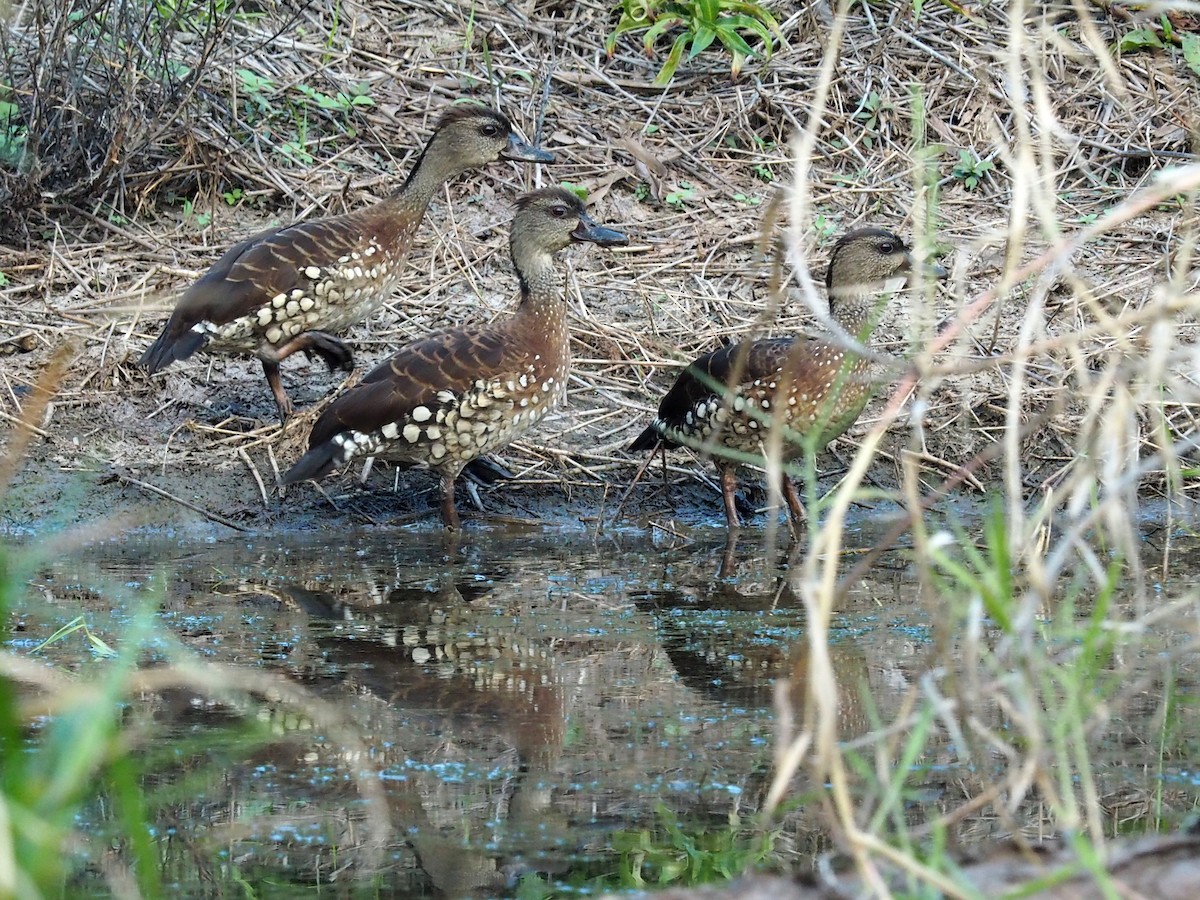 Spotted Whistling-Duck - ML115043701