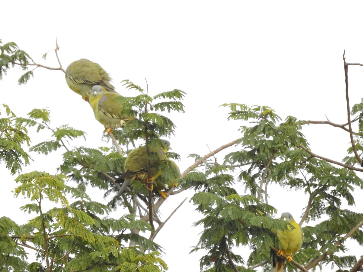 Yellow-footed Green-Pigeon - ML115045011