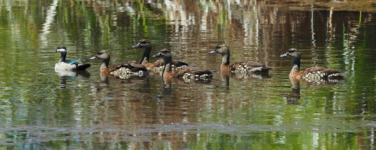 Spotted Whistling-Duck - Len and Chris Ezzy
