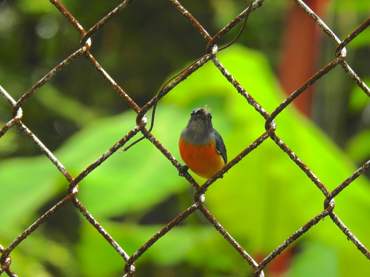 Orange-bellied Flowerpecker - ML115046131