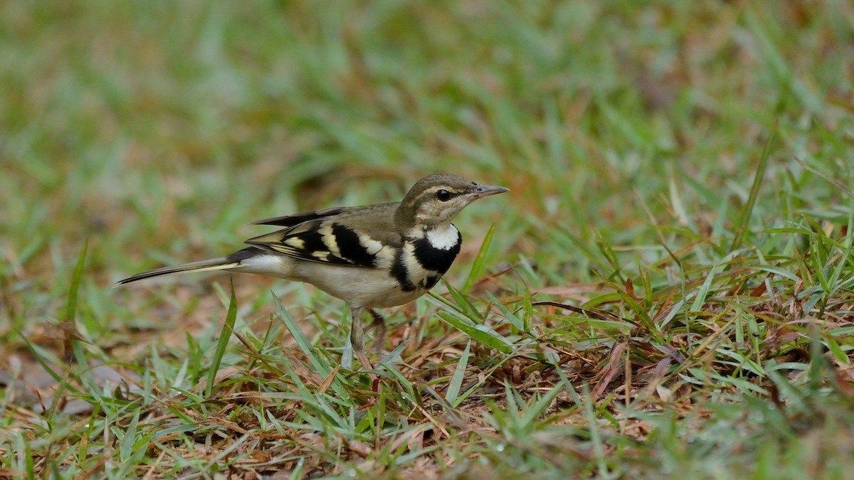 Forest Wagtail - ML115048511